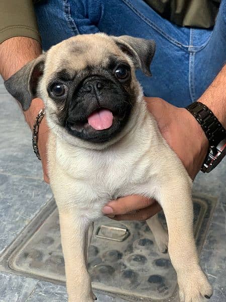 Pug Dog Available with Important Quality 2