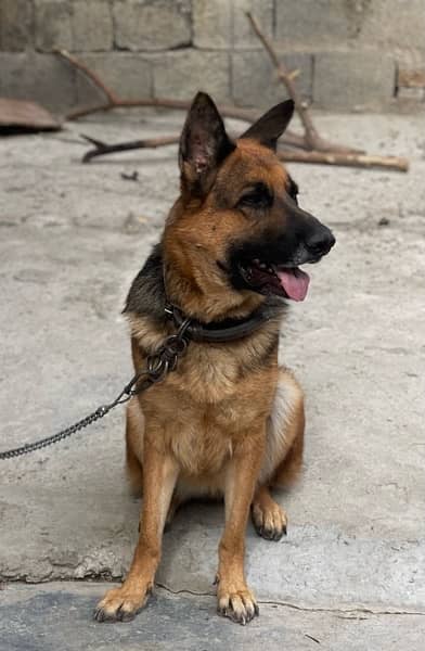 German Shepherd | GSD | German female | Dog 1