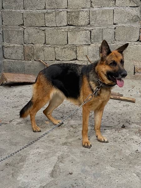 German Shepherd | GSD | German female | Dog 6