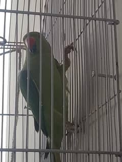 Ringneck Parrot Female 0