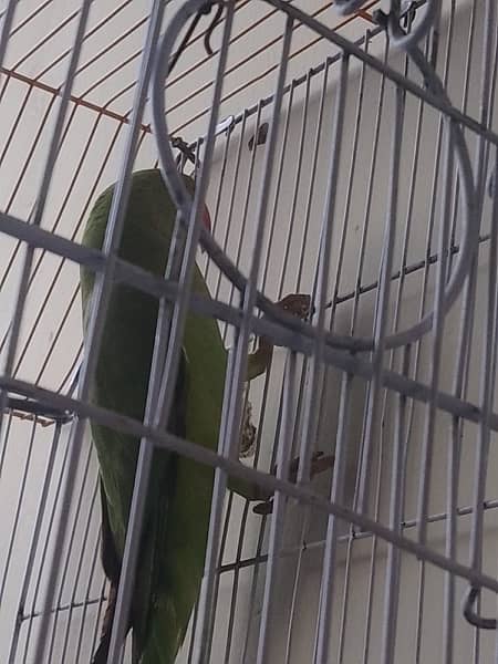 Ringneck Parrot Female 2