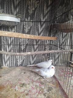 Pied Dove pairs, Simple Dove & Fisher pair 0