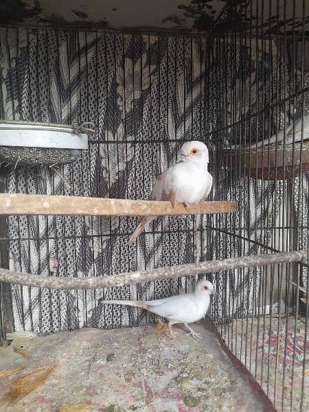 Pied Dove pairs, Simple Dove & Fisher pair 1