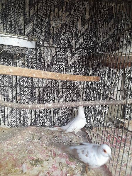 Pied Dove pairs, Simple Dove & Fisher pair 2