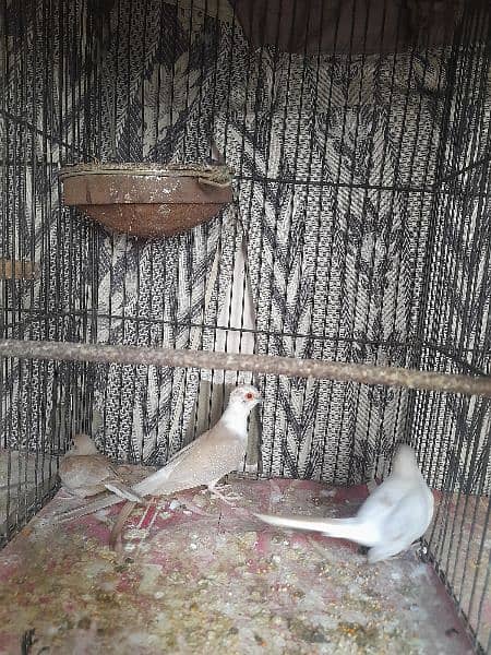Pied Dove pairs, Simple Dove & Fisher pair 4
