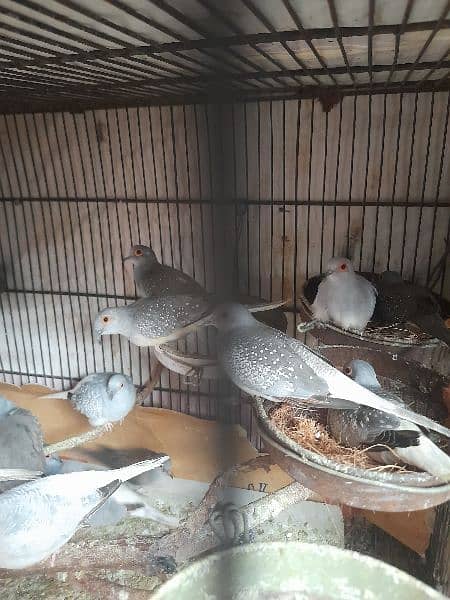 Pied Dove pairs, Simple Dove & Fisher pair 14