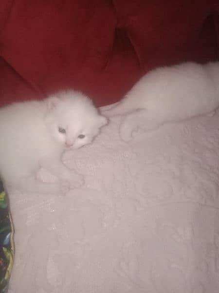 white perisan cat pair 3