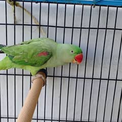 good talking parrot team female home bird for sale