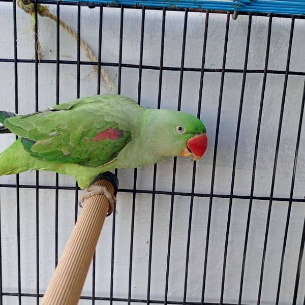 good talking parrot team female home bird for sale 0