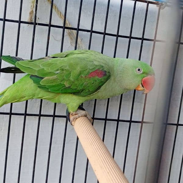 good talking parrot team female home bird for sale 1