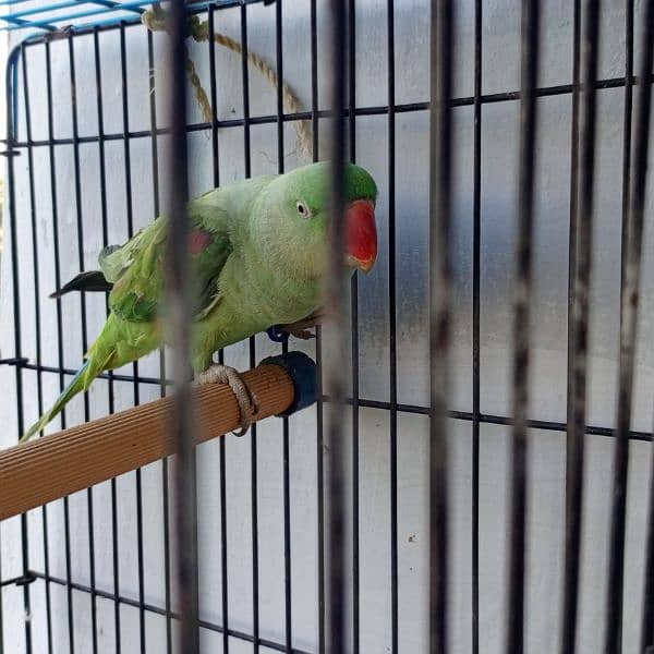 good talking parrot team female home bird for sale 2