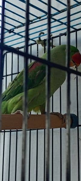 good talking parrot team female home bird for sale 8