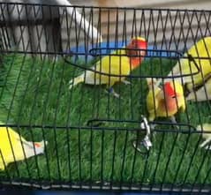 Lotino parrot for sell