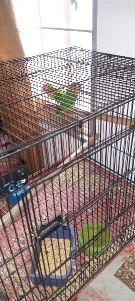 lovebirds pairs for sale 1