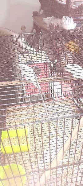 lovebirds pairs for sale 2