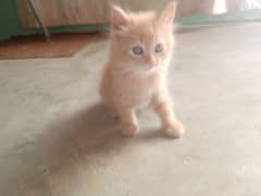 cats baby for sale