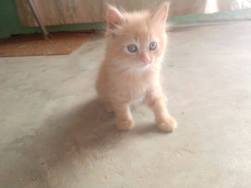 cats baby for sale 0
