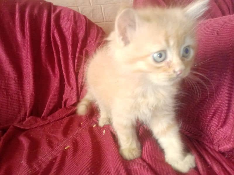 cats baby for sale 1