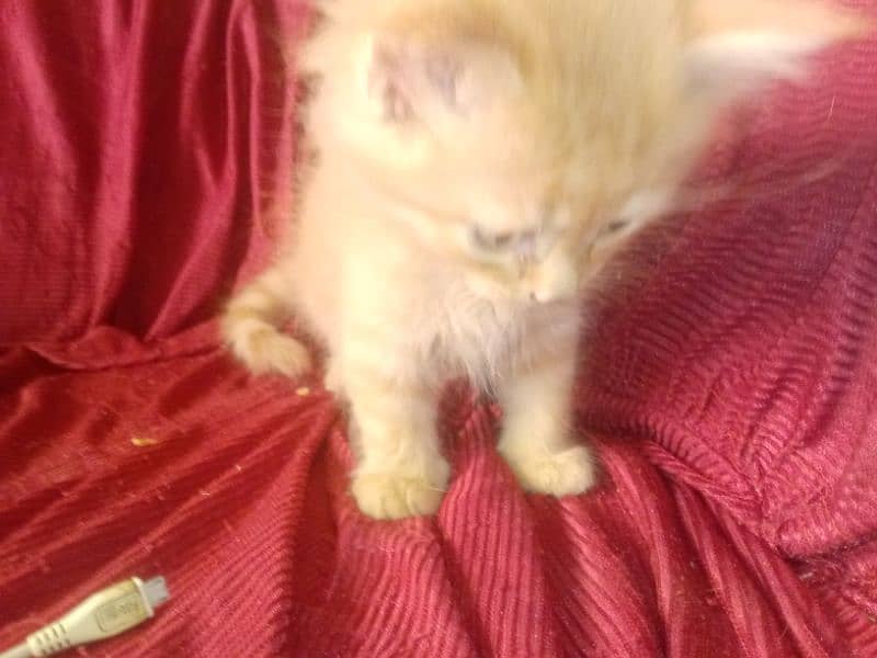 cats baby for sale 2