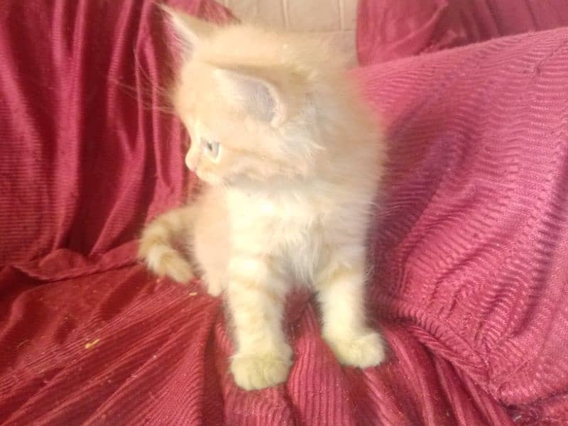 cats baby for sale 3