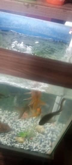 aquarium with 15 fish
