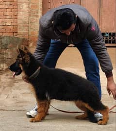 HIGH QUALITY GERMAN SHEHPERD PUPPY FOR SALE