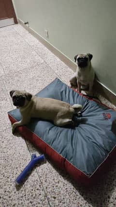 Two pugs for adoption