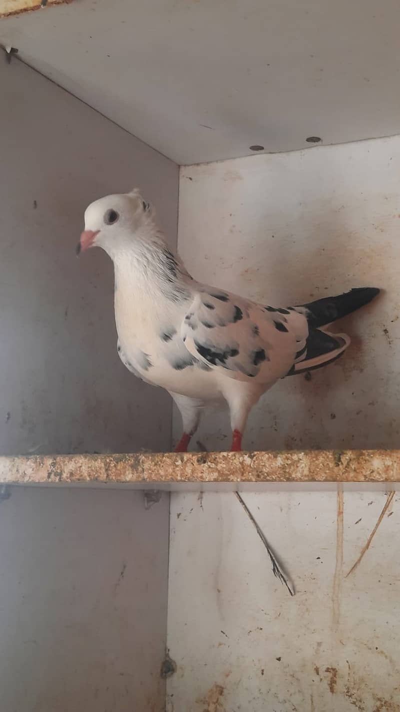 Pigeons (karbalai,Sabz mukhi, shirazi, high flyer etc) 9