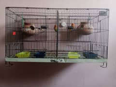 Birds with cage