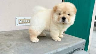 HIGH QUALITY CHOW CHOW PUPPY AVAILABLE FOR SALE