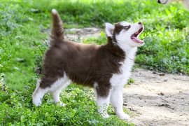 TOP QUALITY SIBIREAN HUSKY PUPPY AVAILABLE FOR SALE