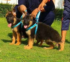 Top quality German shepherd long cout important bloodline pair puppies