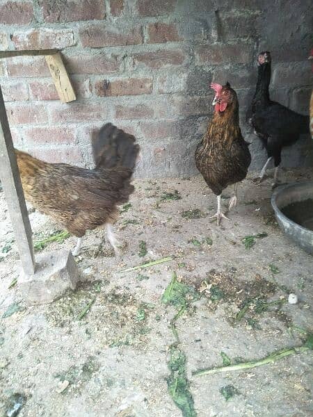 egg laying 2 hen golden misri 3