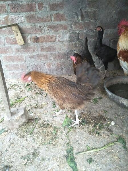 egg laying 2 hen golden misri 4
