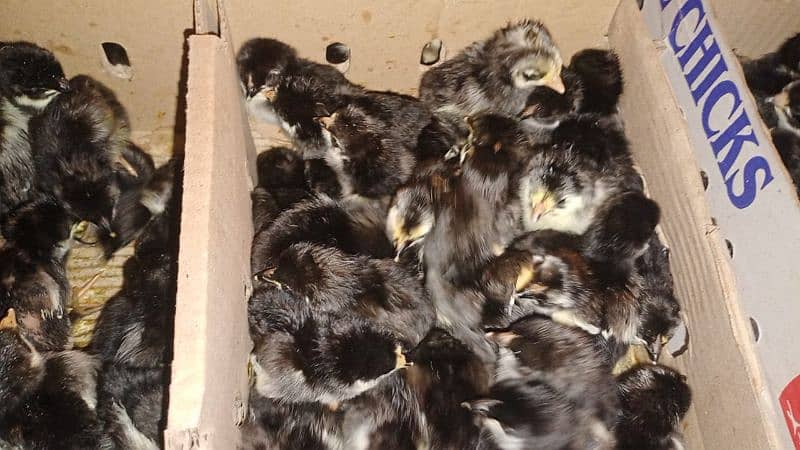 Australop Chicks Available 2