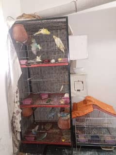 parrots & cage
