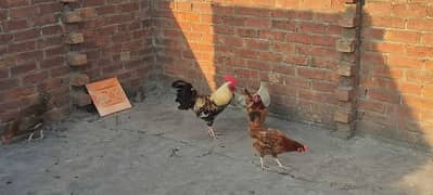 desi hen and rooster