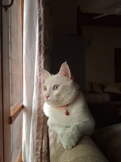 white male persian cat