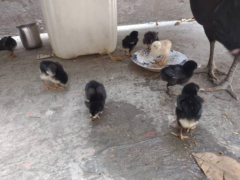 Thai Cross chick's for Sale 7