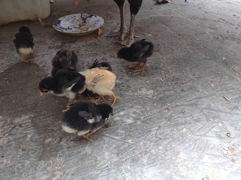 Thai Cross chick's for Sale 8