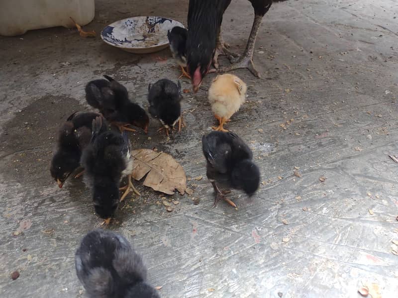 Thai Cross chick's for Sale 9