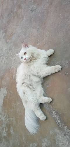 Pure Persian Male Cat 0