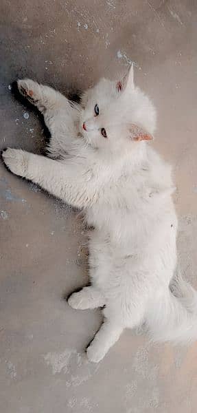 Pure Persian Male Cat 3