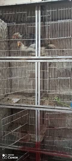birds pingra 4 cage