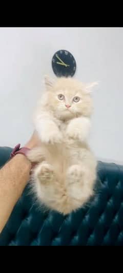 light brown semi punch face male kitten for urgent sale In faislabad
