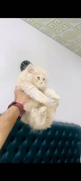light brown semi punch face male kitten for urgent sale In faislabad 2