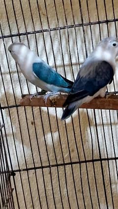 blue and voilet euwing opline breeder pair