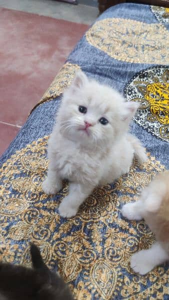 Persian Male kitten's| pair kitten | cat |kitten | 2