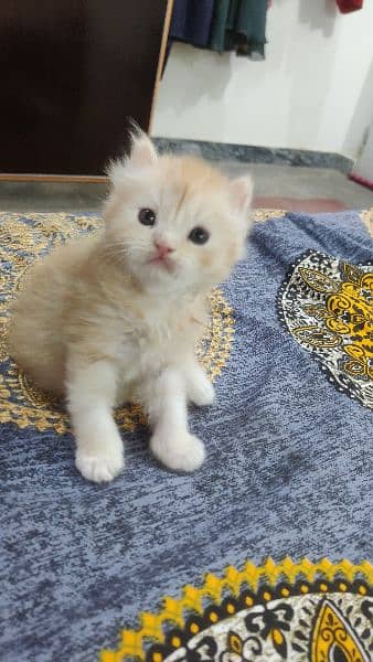 Persian Male kitten's| pair kitten | cat |kitten | 2