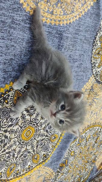 Persian Male kitten's| pair kitten | cat |kitten | 5